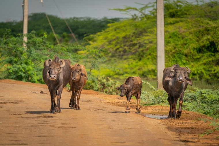 109 Bundala NP, waterbuffel.jpg